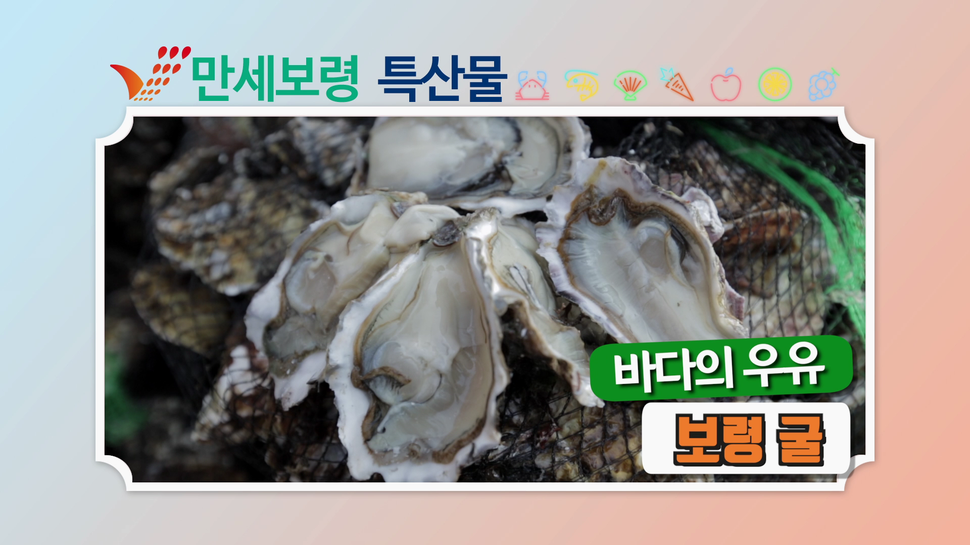 바다의우유 보령 굴